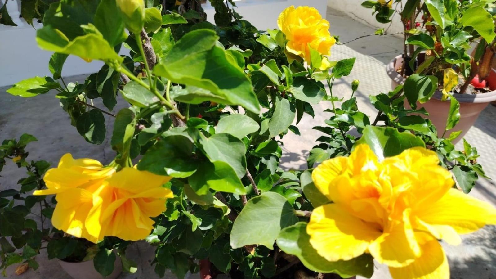 Caracola, Privada De Flor De Lis House Apartment Playas